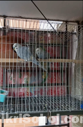 Adult budgriger pair